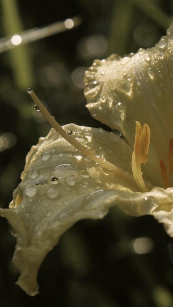 LINEN - Image 3